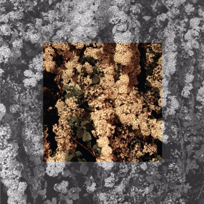 Drown (New LP)