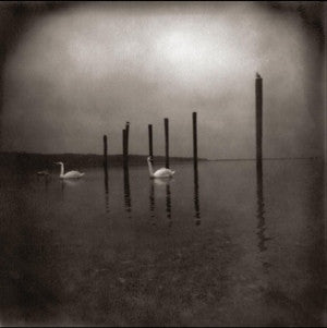 Conference of the Birds (New LP+Download)