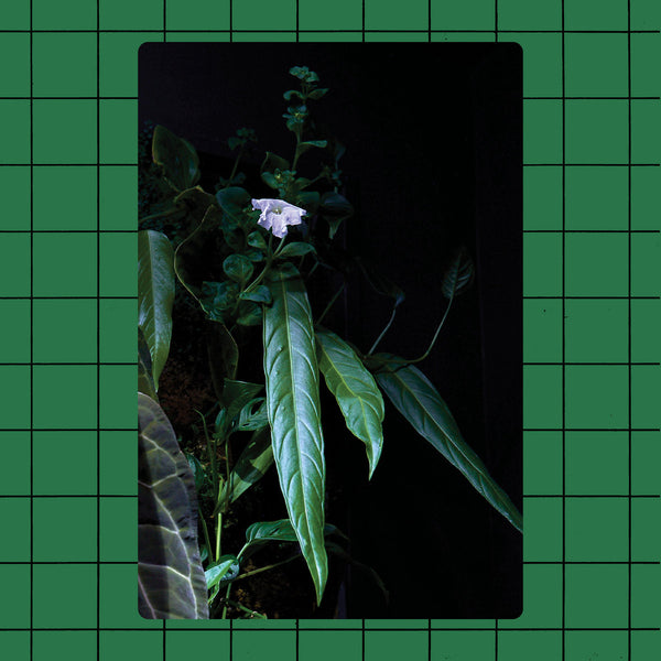 Devil's Juice (New 12")